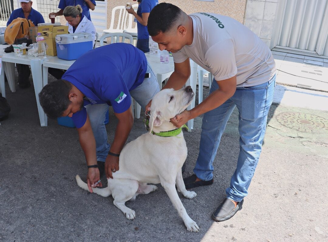Natal não registra casos recentes de raiva em cães e gatos