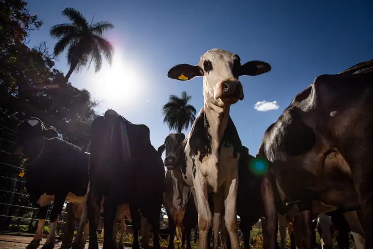União Europeia veta importação de carnes brasileiras a partir de setembro