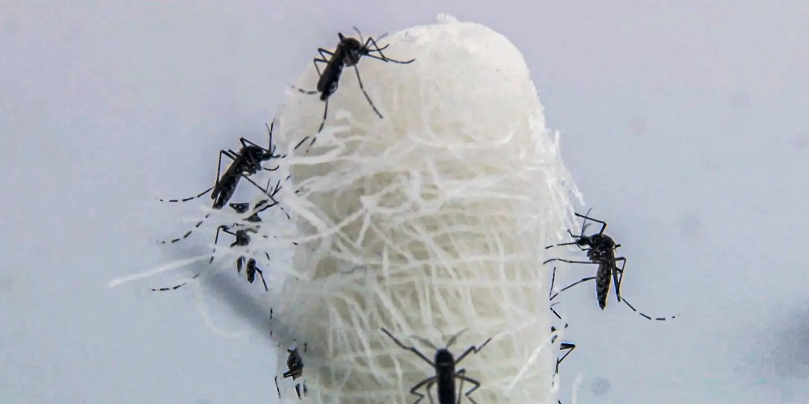 Opas alerta que mudanças climáticas impulsionam avanço da dengue nas Américas