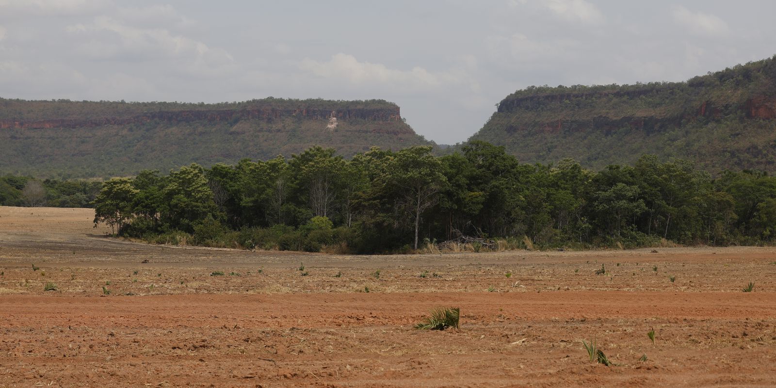 Fragmentação da vegetação nativa brasileira cresce 260% em 38 anos