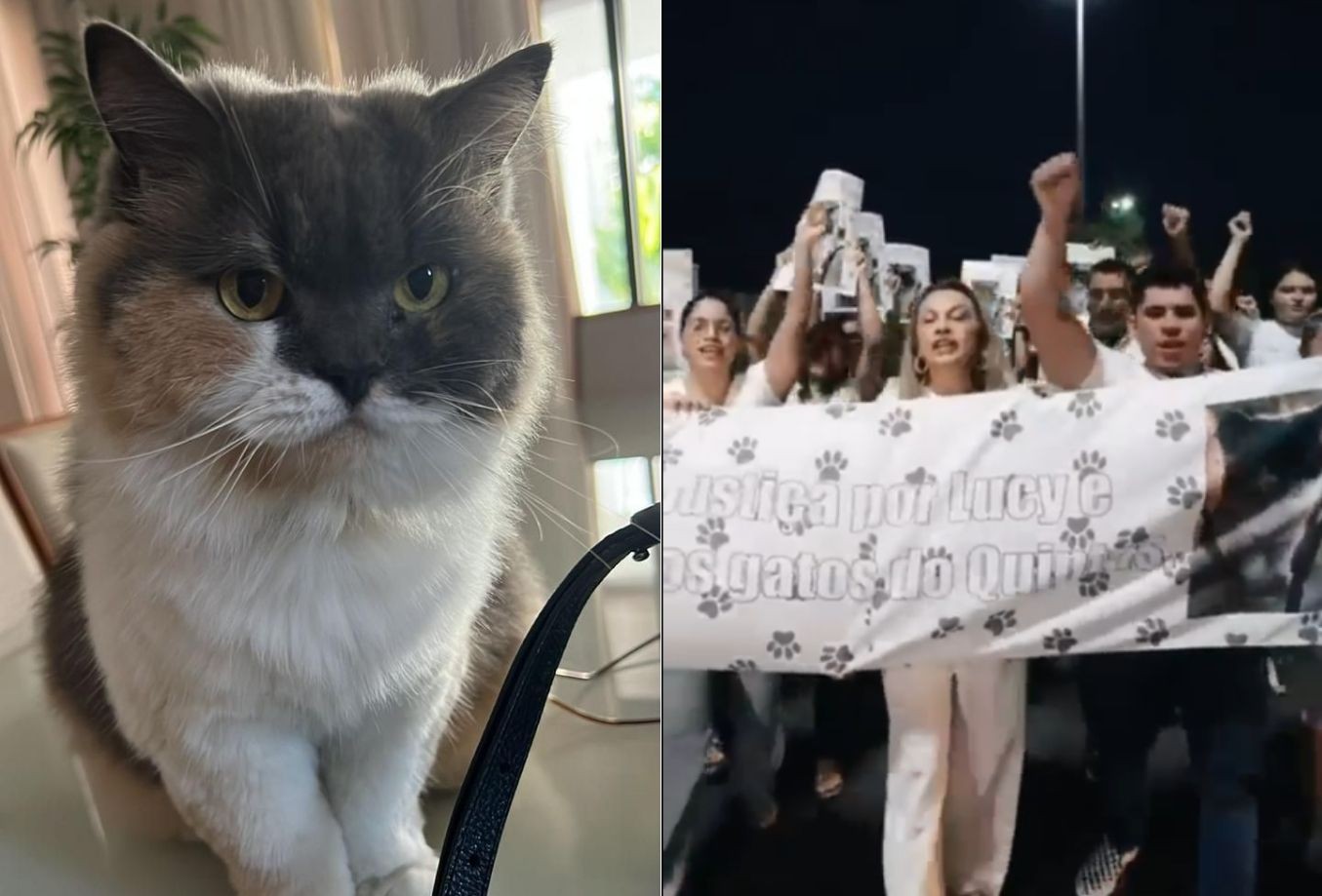 Morte de gata após captura em condomínio de Mossoró gera protesto e investigação